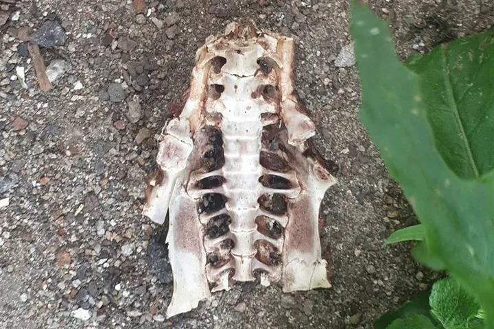 image.jpg 고양이 삶아서 버렸다는 글 팩트체크확인.fact