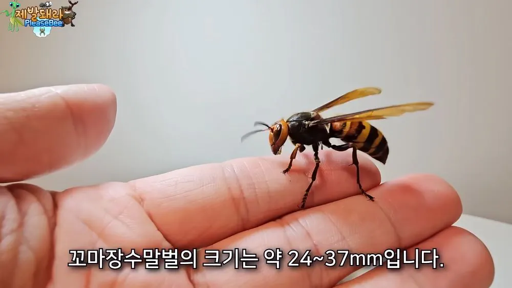 r23.jpg 장수말벌 여왕벌 크기
