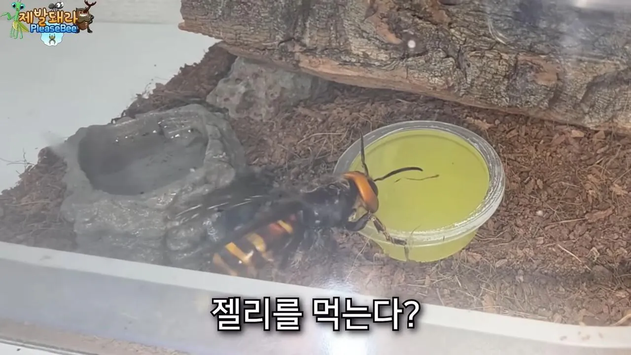r8.jpg 장수말벌 여왕벌 크기