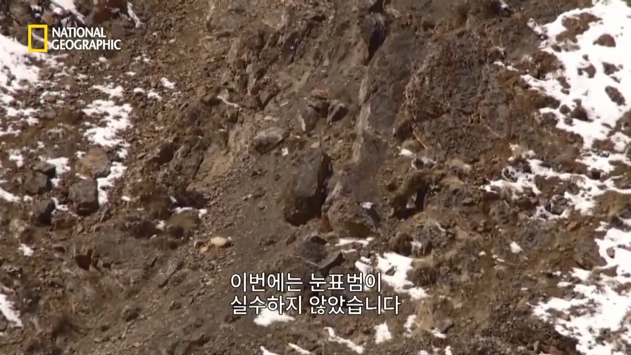 Internet_20260802_153513_16.jpeg 사냥 중 120m 절벽 아래로 떨어진 눈표범