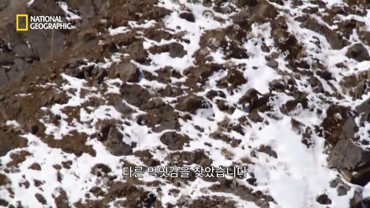 Internet_20260802_153513_7.jpeg 사냥 중 120m 절벽 아래로 떨어진 눈표범