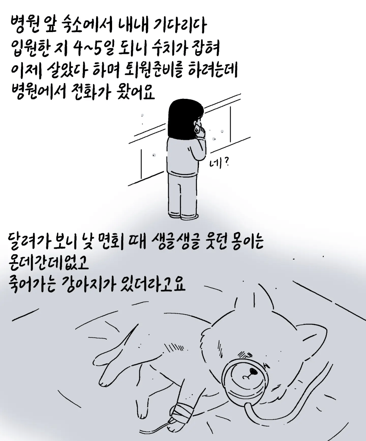 image.png 친구가 펫샵에 파양한 강아지 데리고 와 지극정성으로 키운 사연자